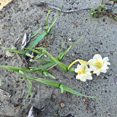 Narcissus tazetta
