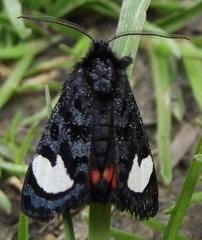 Psychomorpha epimenis