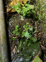 Zhangixalus taipeianus