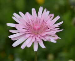 Crepis rubra