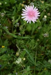 Crepis rubra