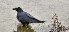 Corvus macrorhynchos