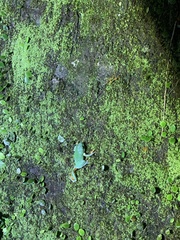 Zhangixalus taipeianus