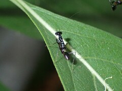Odontomantis