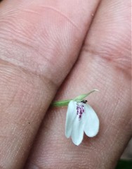 Rhinacanthus