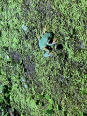 Zhangixalus taipeianus