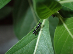 Odontomantis