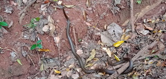 Ptyas mucosa