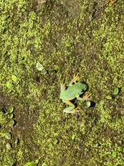 Zhangixalus taipeianus