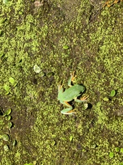 Zhangixalus taipeianus