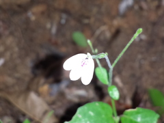 Rhinacanthus