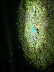 Zhangixalus taipeianus