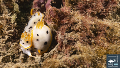 Chromodoris orientalis