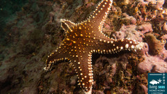 Pentaceraster alveolatus