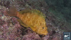 Cirrhitichthys aureus