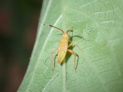 Cimicomorpha