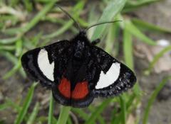 Psychomorpha epimenis