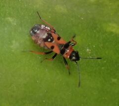 Horvathiolus gibbicollis
