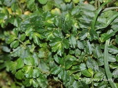 Elatostema obtusum trilobulatum