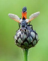 Cylindromyia brassicaria
