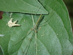 Tetragnatha hasselti