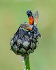 Cylindromyia brassicaria