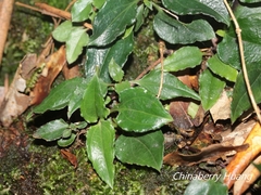 Tripterospermum luzonense