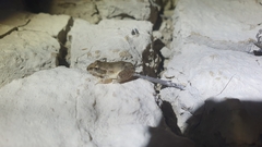 Litoria latopalmata