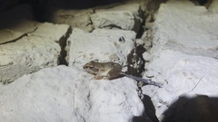 Litoria latopalmata