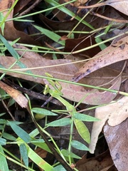 Pseudomantis