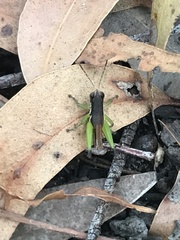 Methiolopsis geniculata