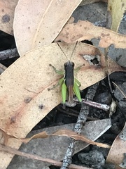 Methiolopsis geniculata