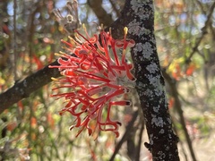 Amyema linophylla