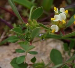Tripodion tetraphyllum