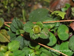 Sarcopyramis napalensis delicata