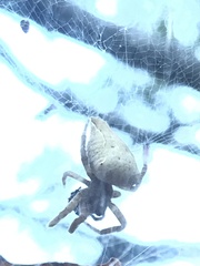 Cyrtophora exanthematica