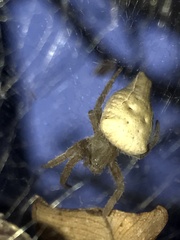 Cyrtophora exanthematica