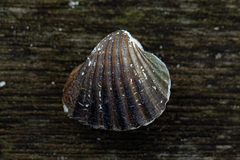 Senilia senilis