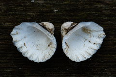 Senilia senilis