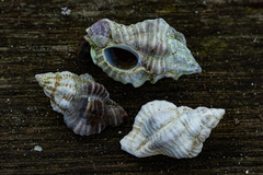 Ocenebrinae
