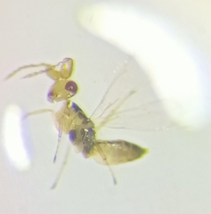 Tetrastichinae