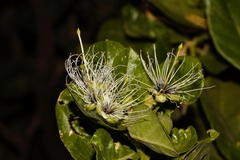 Maerua kirkii