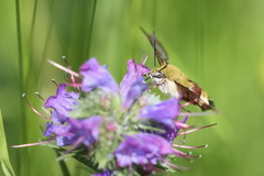Hemaris fuciformis