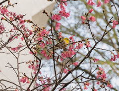 Zosterops simplex simplex