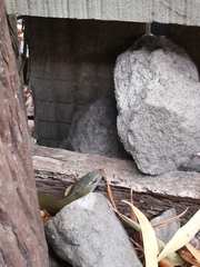 Lycodonomorphus inornatus