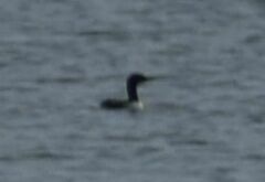 Gavia pacifica