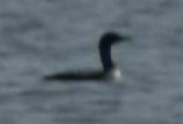 Gavia pacifica