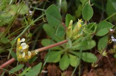 Tripodion tetraphyllum