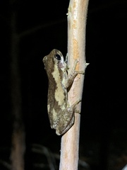 Litoria dentata