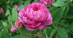 Rosa centifolia
